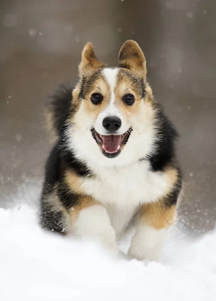 Gallois Corgi Pembroke Chiot Courir Dans Neige — Photo