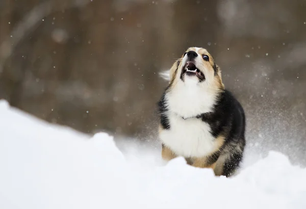Валлійський Цуценя Коргі Пемброк Біжить Снігу — стокове фото