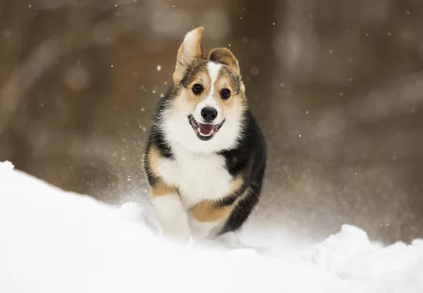 Galés Corgi Pembroke Cachorro Corriendo Nieve — Foto de Stock