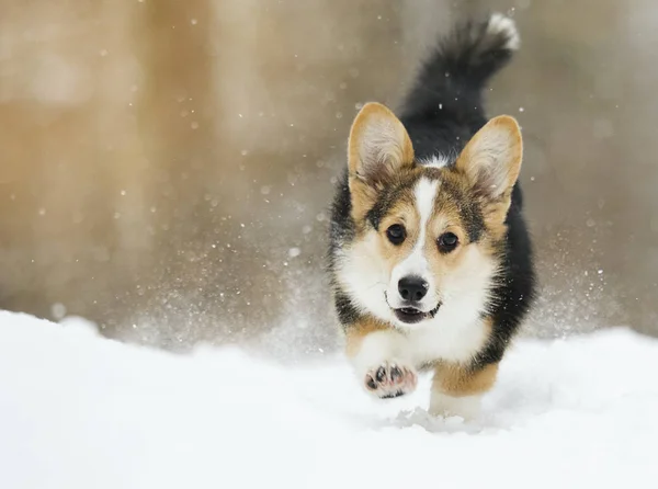 Galés Corgi Pembroke Cachorro Corriendo Nieve — Foto de Stock