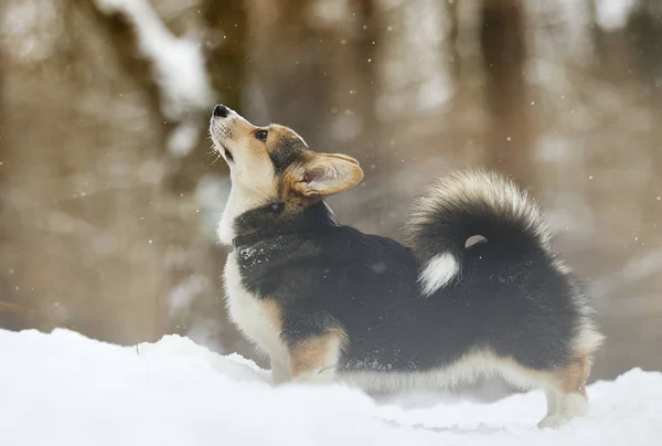 雪の中でウェルシュ コーギー ペンブローク子犬 — ストック写真