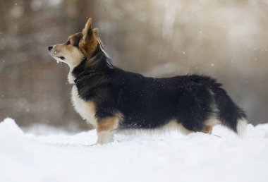 Corgi köpek içinde belgili tanımlık kar
