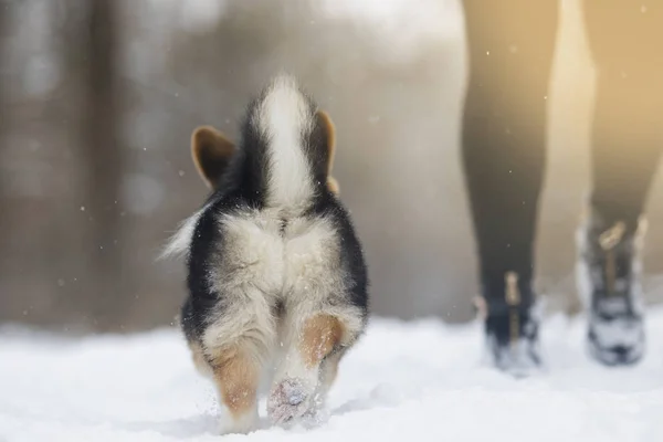 Gallese Corgi Pembroke Cucciolo Nella Neve — Foto Stock