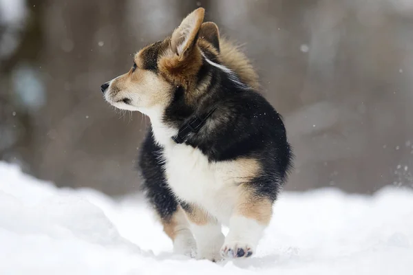 Welsh Corgi Pembroke Puppy Sneeuw — Stockfoto