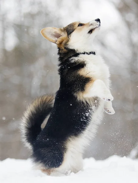 雪中的科尔吉小狗 — 图库照片