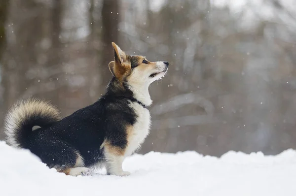 Ουαλλέζικο Corgi Pembroke Κουτάβι Στο Χιόνι — Φωτογραφία Αρχείου