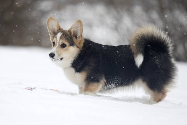 Kışın mısır gevreği.