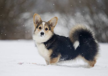 Kışın mısır gevreği.