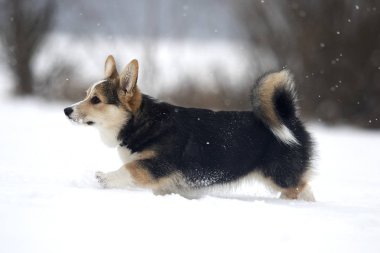 Kışın mısır gevreği.