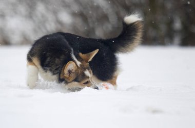 Kışın mısır gevreği.