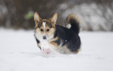 Kışın mısır gevreği.