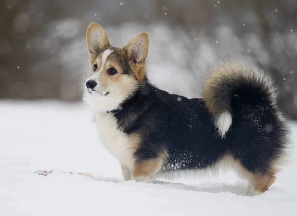 Welsh Corgi Puppy Winter — Stockfoto