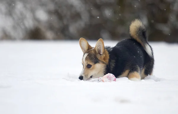 Walisischer Corgi Welpe Winter — Stockfoto