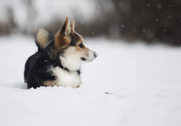 冬のうさぎ子犬 — ストック写真