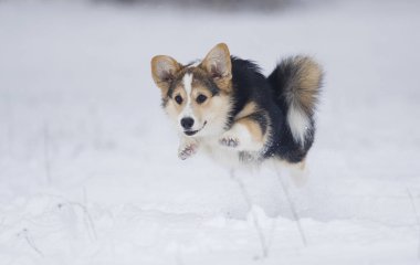 köpek yavrusu Galce corgi karda koşma