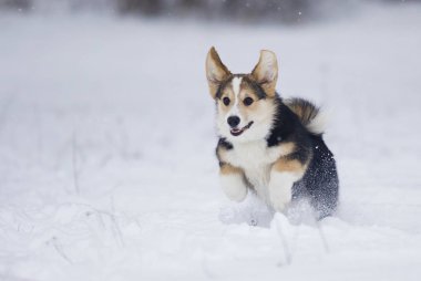 köpek yavrusu Galce corgi karda koşma