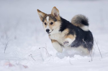 köpek yavrusu Galce corgi karda koşma