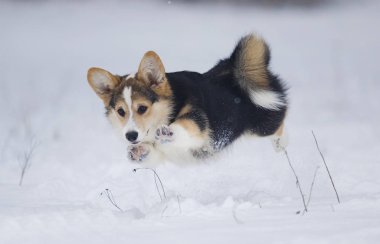 köpek yavrusu Galce corgi karda koşma