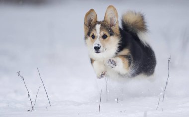 köpek yavrusu Galce corgi karda koşma
