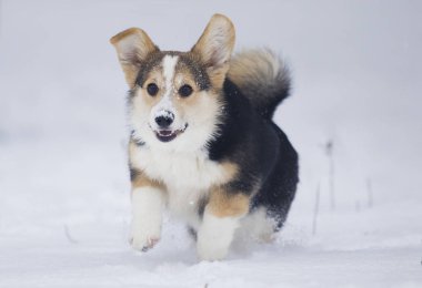 köpek yavrusu Galce corgi karda koşma
