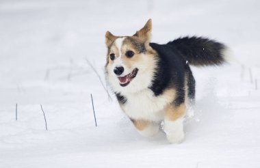 köpek yavrusu Galce corgi karda koşma