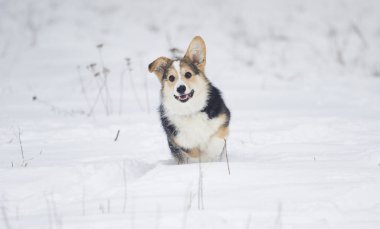 köpek yavrusu Galce corgi karda koşma