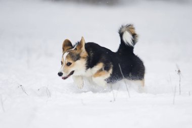 köpek yavrusu Galce corgi karda koşma