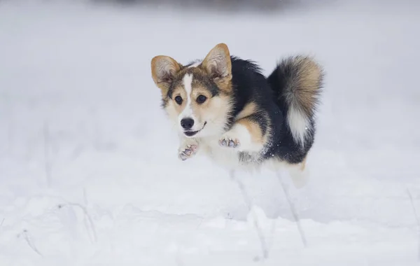 子犬ウェルシュ コーギー 雪の中で実行しています — ストック写真