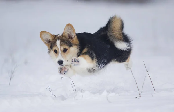 Κουτάβι Ουαλλέζικο Corgi Τρέξιμο Στο Χιόνι — Φωτογραφία Αρχείου