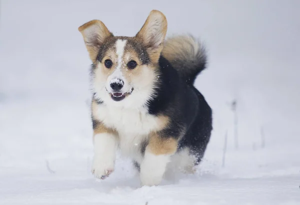 Cachorro Corgi Galés Corriendo Nieve — Foto de Stock
