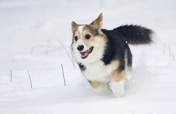 Κουτάβι Ουαλλέζικο Corgi Τρέξιμο Στο Χιόνι — Φωτογραφία Αρχείου