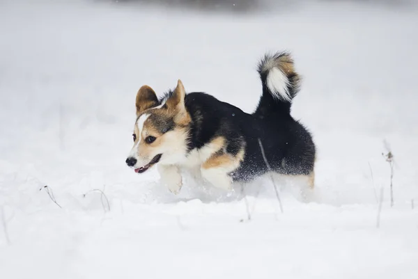 Köpek Yavrusu Galce Corgi Karda Koşma — Stok fotoğraf
