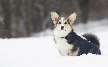 Galce corgi pembroke köpek içinde belgili tanımlık kar