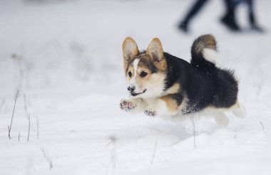 Galce corgi pembroke köpek içinde belgili tanımlık kar