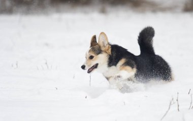 Galce corgi pembroke köpek içinde belgili tanımlık kar