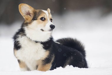Galce corgi pembroke köpek içinde belgili tanımlık kar