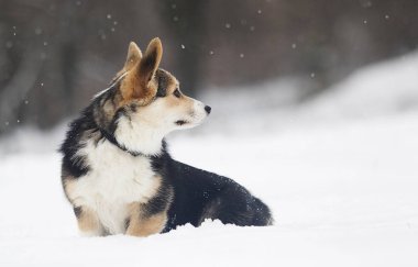 Galce corgi pembroke köpek içinde belgili tanımlık kar