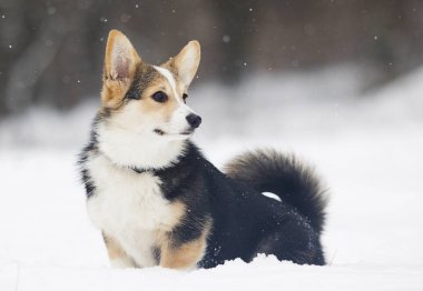 Galce corgi pembroke köpek içinde belgili tanımlık kar