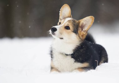 Galce corgi pembroke köpek içinde belgili tanımlık kar