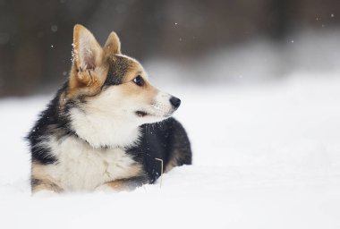 Galce corgi pembroke köpek içinde belgili tanımlık kar