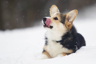 Galce corgi pembroke köpek içinde belgili tanımlık kar