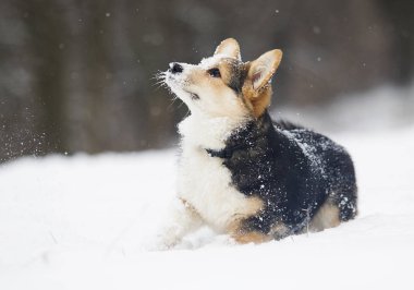 Galce corgi pembroke köpek içinde belgili tanımlık kar