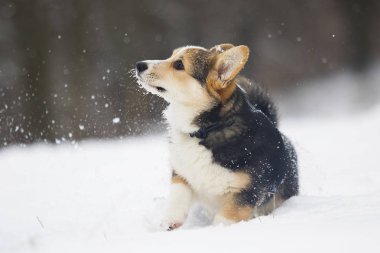 Galce corgi pembroke köpek içinde belgili tanımlık kar