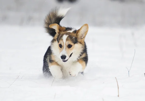 Ουαλλέζικο Corgi Pembroke Κουτάβι Στο Χιόνι — Φωτογραφία Αρχείου