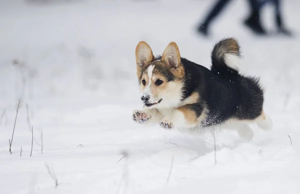 Welsh Corgi Pembroke Puppy Sneeuw — Stockfoto