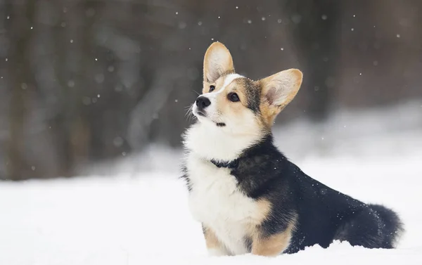 雪の中でウェルシュ コーギー ペンブローク子犬 — ストック写真