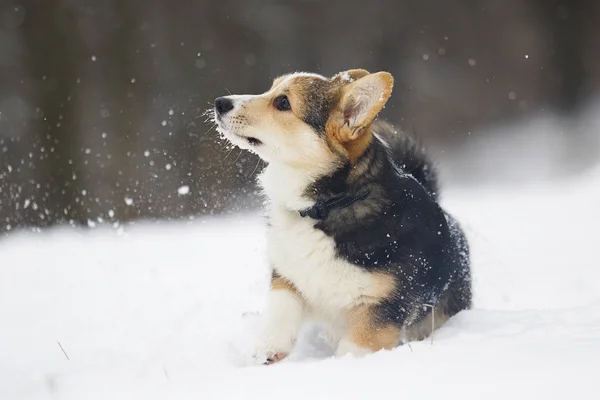 Welsh Corgi Pembroke Puppy Snow — Stock Photo, Image