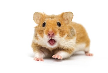 Beyaz bir arka plan üzerinde seyir Suriye hamster