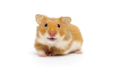 Beyaz bir arka plan üzerinde seyir Suriye hamster