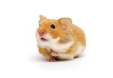 Beyaz bir arka plan üzerinde seyir Suriye hamster